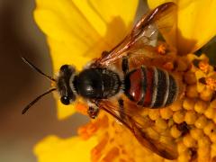(Plastandrena Mining Bee) back