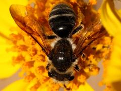(Plastandrena Mining Bee) dorsal