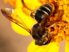(Plastandrena Mining Bee) lateral