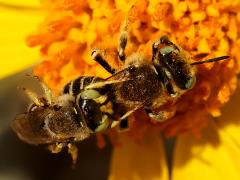 (Calliopsis Mining Bee) mating dorsal