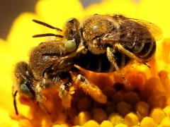 (Calliopsis Mining Bee) mating profile