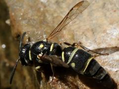 (Minimoferus Potter Wasp) dorsal
