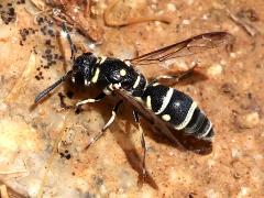 (Minimoferus Potter Wasp) dorsal