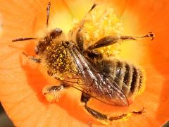 (Cactus Chimney Bee) dorsal on Desert Globemallow