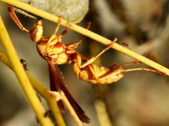 (Yellow Paper Wasp) lateral