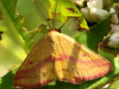 (Pennsylvania Knotweed) (Chickweed Moth) male on Pennsylvania Knotweed
