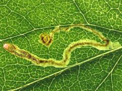 (Narrow Bucculatrix Moth) linear backlit mine on Drummond's Aster