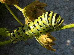 (Common Cowparsnip) (Black Swallowtail) caterpillar on Common Cowparsnip