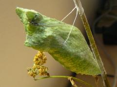 (Common Cowparsnip) (Black Swallowtail) pupa on Common Cowparsnip