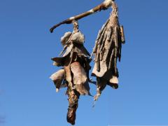 (Honey Locust) (Evergreen Bagworm) on Honey Locust