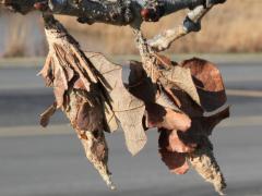 (Bur Oak) (Evergreen Bagworm) on Bur Oak