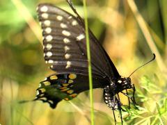 (Queen Anne's Lace) (Black Swallowtail) female ovipositing on Queen Anne's Lace