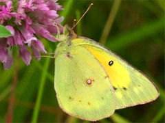 (Red Clover) (Orange Sulfur) on Red Clover