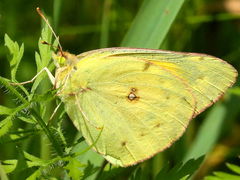 (Common Ragweed) (Orange Sulfur) female on Common Ragweed