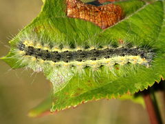 (Common Buckthorn) (Fall Webworm Moth) caterpillar on Common Buckthorn