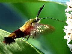 (Common Milkweed) (Hummingbird Clearwing) hovers on Common Milkweed