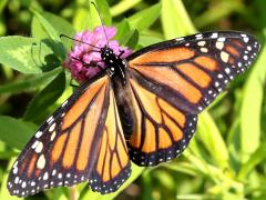(Red Clover) (Monarch) female on Red Clover