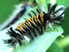 (Common Milkweed) (Milkweed Tussock Moth) on Common Milkweed