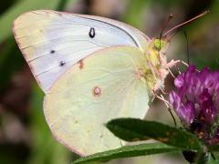 (Red Clover) (Orange Sulfur) female on Red Clover