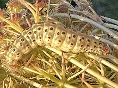 (Queen Anne's Lace) (Carrot Seed Moth) on Queen Anne's Lace