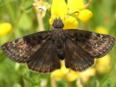 (Bird's-foot Trefoil) (Wild Indigo Duskywing) female on Bird's-foot Trefoil