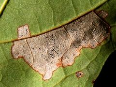 (Sugar Maple) (Maple Leafcutter Moth) underside mine on Sugar Maple