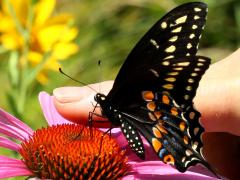 (Broad-leaved Purple Coneflower) (Black Swallowtail) male underside on Broad-leaved Purple Coneflower