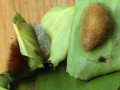 (Virginian Tiger Moth) cocoons Jul 21