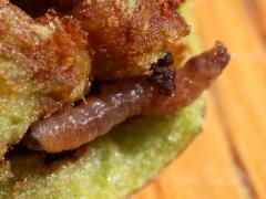 (Cockspur Hawthorn) (Codling Moth) larva on Cockspur Hawthorn