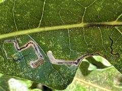 (Bur Oak Leafminer Moth) upperside mine on Bur Oak