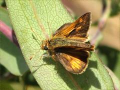 (Smooth Blue Aster) (Peck's Skipper) on Smooth Blue Aster