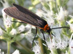 (Tall Boneset) (Yellow-collared Scape Moth) on Tall Boneset