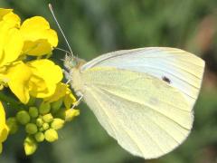 (Charlock) (Cabbage White) male on Charlock