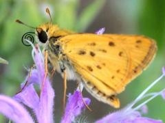 (Wild Bergamot) (Fiery Skipper) male on Wild Bergamot
