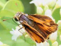 (Hemp Dogbane) (Fiery Skipper) male on Hemp Dogbane