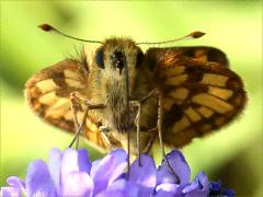 (Hoary Vervain) (Peck's Skipper) face on Hoary Vervain