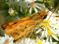 (Heath Aster) (Fiery Skipper) male on Heath Aster