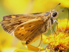 (Butter Daisy) (Fiery Skipper) underside on Butter Daisy