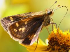 (Butter Daisy) (Peck's Skipper) female underside on Butter Daisy