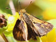 (Butter Daisy) (Peck's Skipper) male upperside on Butter Daisy