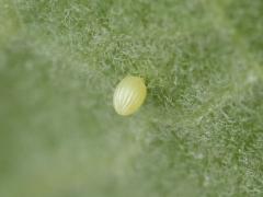 (Common Milkweed) (Monarch) yellow egg on Common Milkweed
