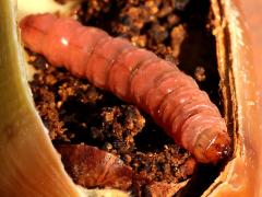 (Sessile Oak) (Acorn Moth) larva head on Sessile Oak