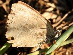 (Purple Hairstreak) underside