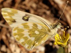 (Eastern Bath White) underside