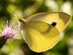 (Cabbage White) female underside
