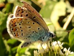 (Common Blue) underside