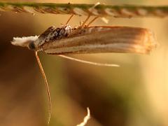 (European Common Grass-Veneer) profile