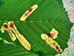 (Horse-chestnut Leafminer Moth) upperside mine on Horse-Chestnut