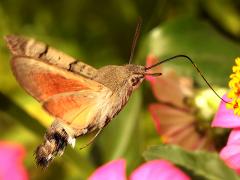 (Eurasian Hummingbird Hawkmoth) hovering nectaring lateral