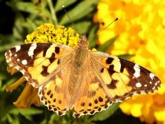 (Painted Lady) upperside